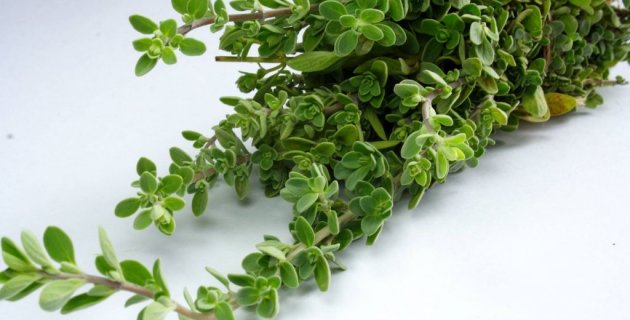 Majoránka jako afrodiziakum